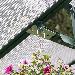 GREENHOUSES - Hanging basket brackets and plant supports