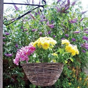 GARDEN FURNITURE xx - Hanging baskets and planters